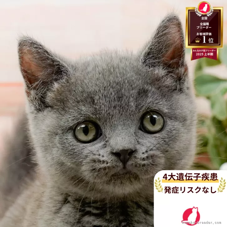 アキアキ 様のお迎えした子猫