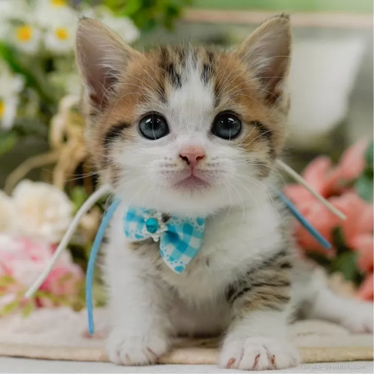 ID:2504-03551の子猫