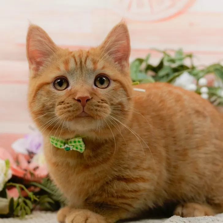ID：2502-01268の子猫