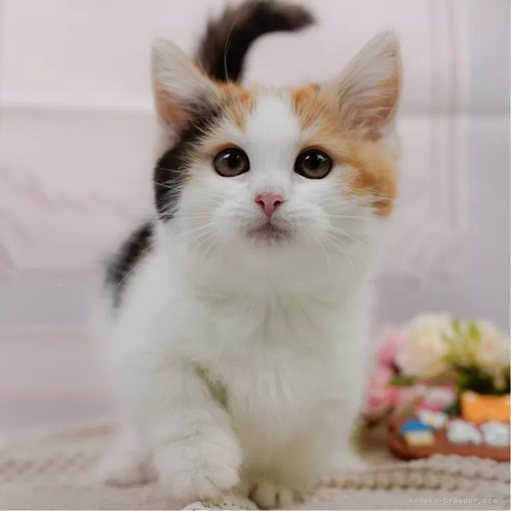ID：2503-02574の子猫