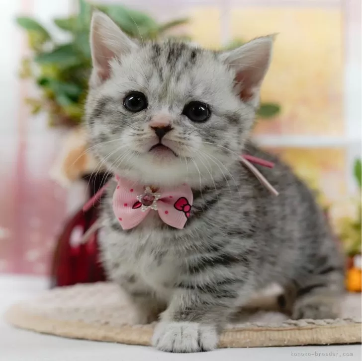 ID:2412-02518の子猫