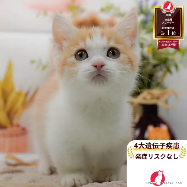 マンチカン(短足)【神奈川県・男の子・2025年8月6日・レッドタビー&amp;ホワイト】の写真1「かわいい子猫の画像や当猫舎の情報を掲載しています💖是非、見てください🎶」