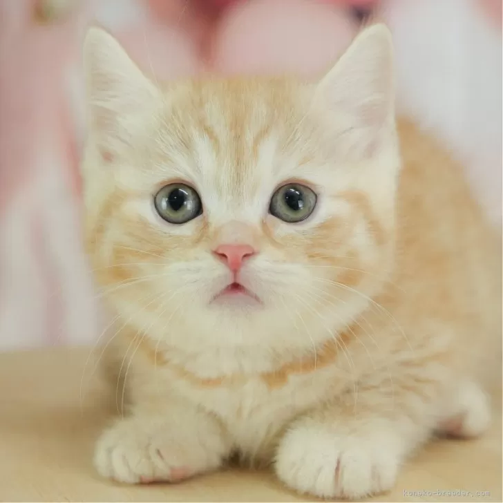 ID：2506-01141の子猫