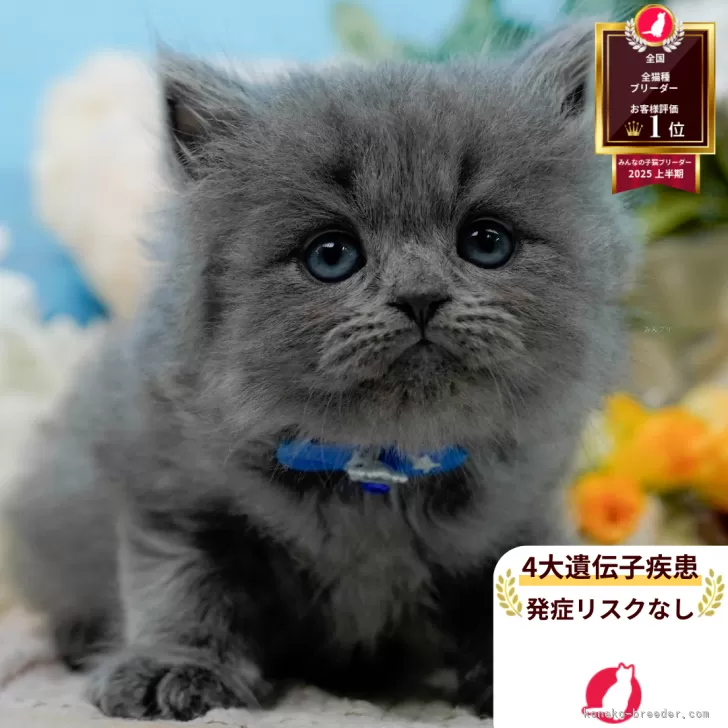 ラガマフィン【神奈川県・男の子・2025年8月11日・ブルー】の写真1「かわいい子猫の画像や当猫舎の情報を掲載しています💖是非、見てください🎶」