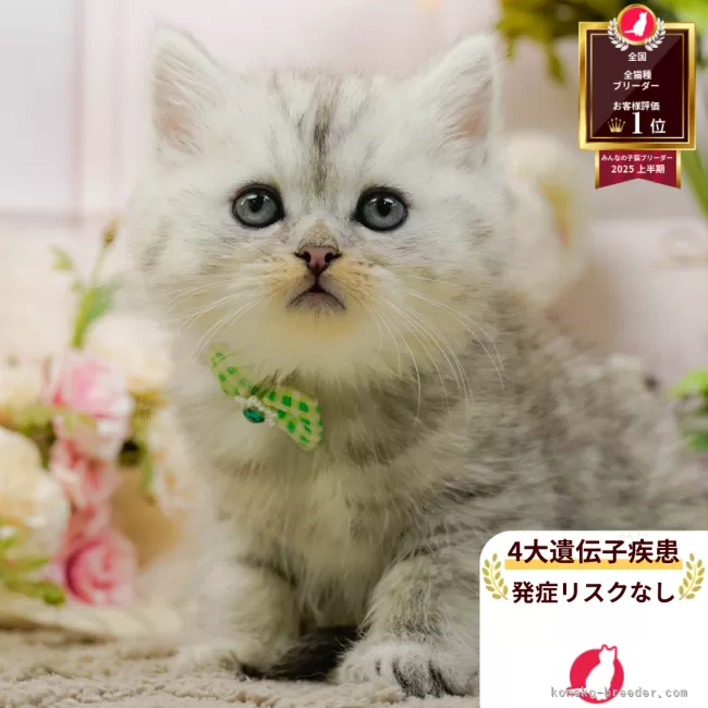 ミヌエット(長足)【神奈川県・男の子・2025年11月16日・シルバータビー】の写真1「かわいい子猫の画像や当猫舎の情報を掲載しています💖是非、見てください🎶」