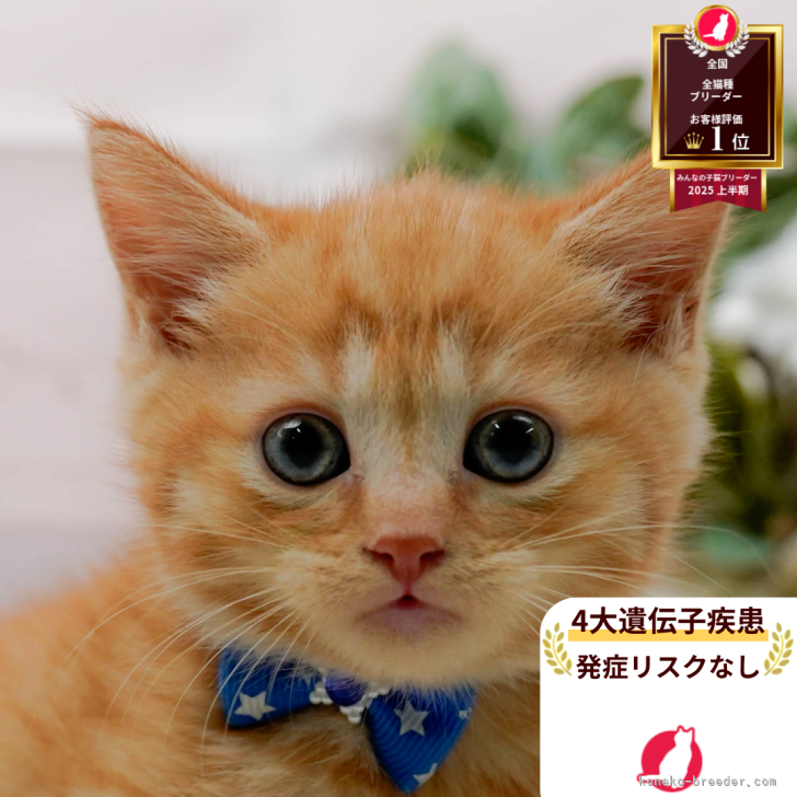 ブリーダー画像