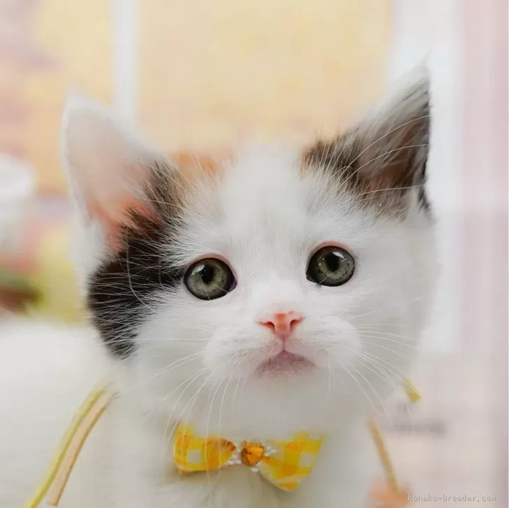 ID：2503-02576の子猫