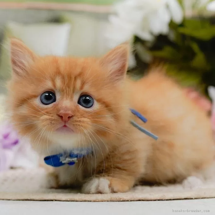 ID:2505-00706の子猫