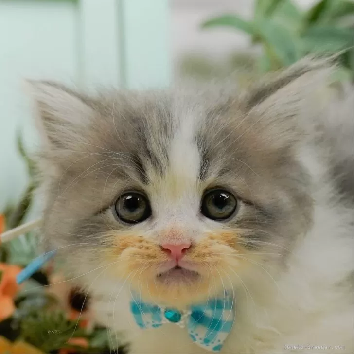 ID：2509-01853の子猫