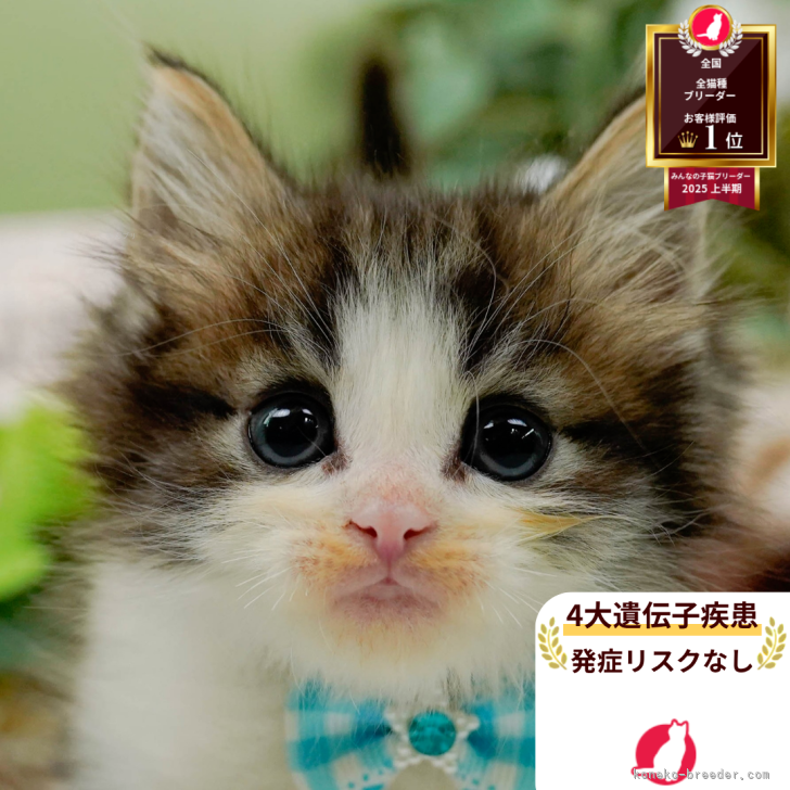 ブリーダー画像