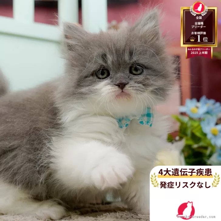 ラガマフィン【神奈川県・男の子・2025年12月12日・ブルー&amp;ホワイト】の写真1「かわいい子猫の画像や当猫舎の情報を掲載しています💖是非、見てください🎶」