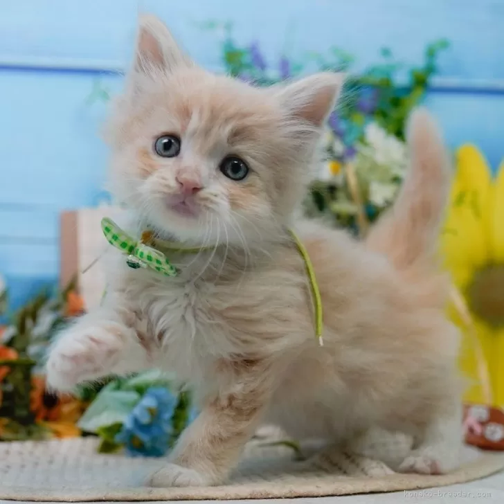 ID:2505-00702の子猫