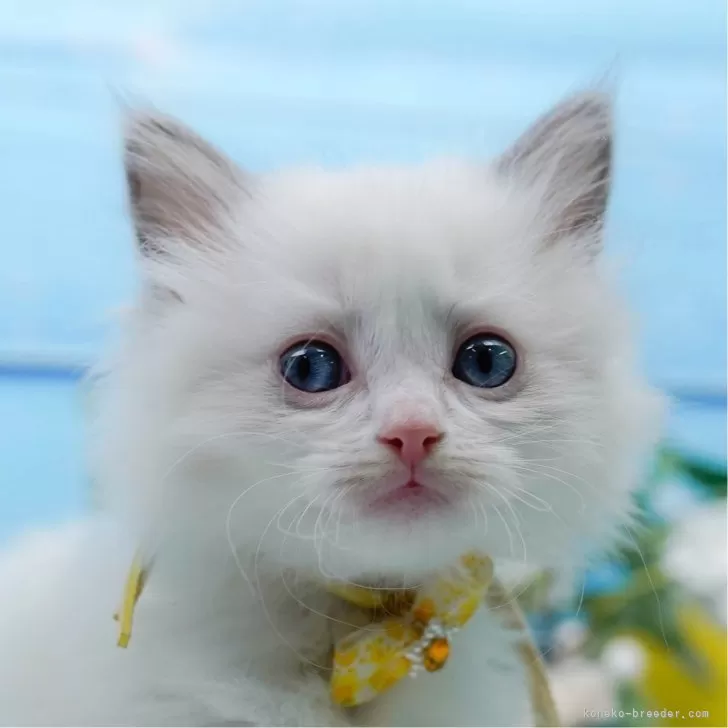 ラグドール【神奈川県・女の子・2025年5月7日・ブルーポイントバイカラー】の写真1「かわいい子猫の画像や当猫舎の情報を掲載しています💖是非、見てください🎶」