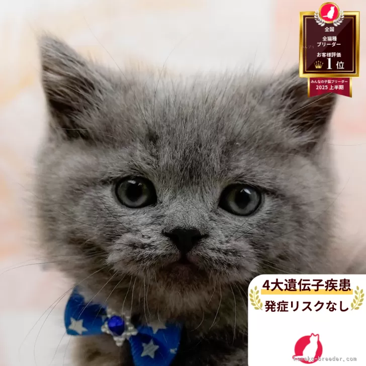ブリティッシュショートヘア【神奈川県・男の子・2025年10月24日・ブルー】の写真1「かわいい子猫の画像や当猫舎の情報を掲載しています💖是非、見てください🎶」