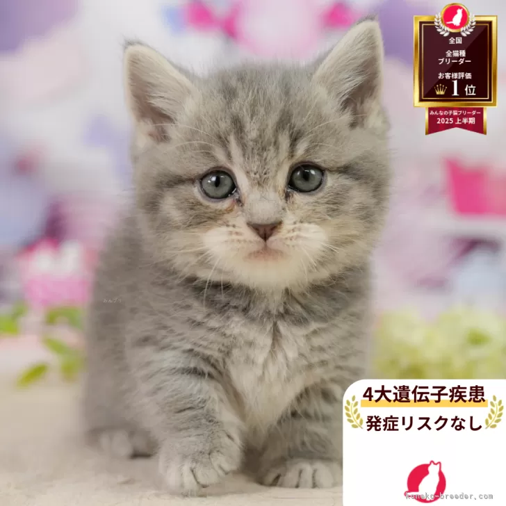 D.H 様のお迎えした子猫
