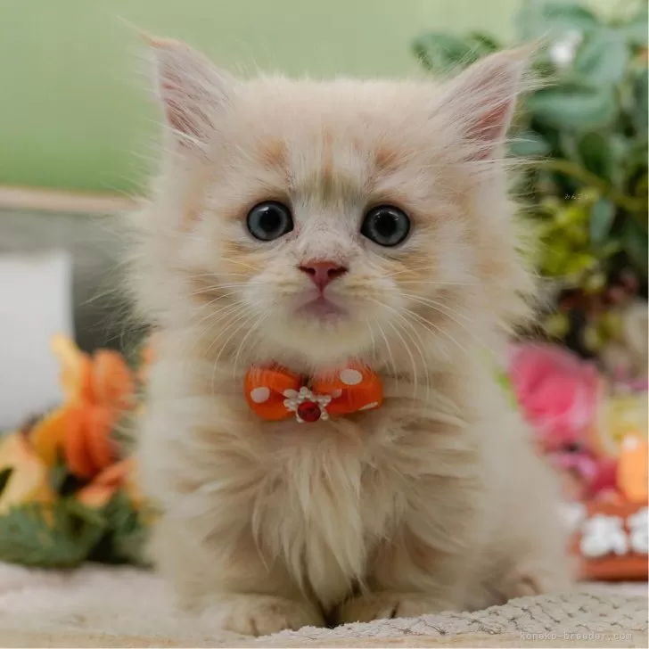 M.T 様のお迎えした子猫