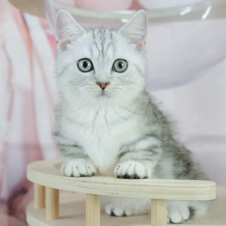 ミヌエット(短足)【神奈川県・男の子・2025年2月4日・シルバータビー】の写真1「かわいい子猫の画像や当猫舎の情報を掲載しています💖是非、見てください🎶」