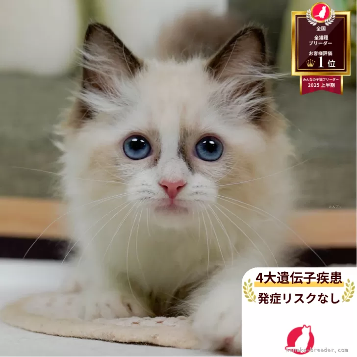 ID:2507-02510の子猫