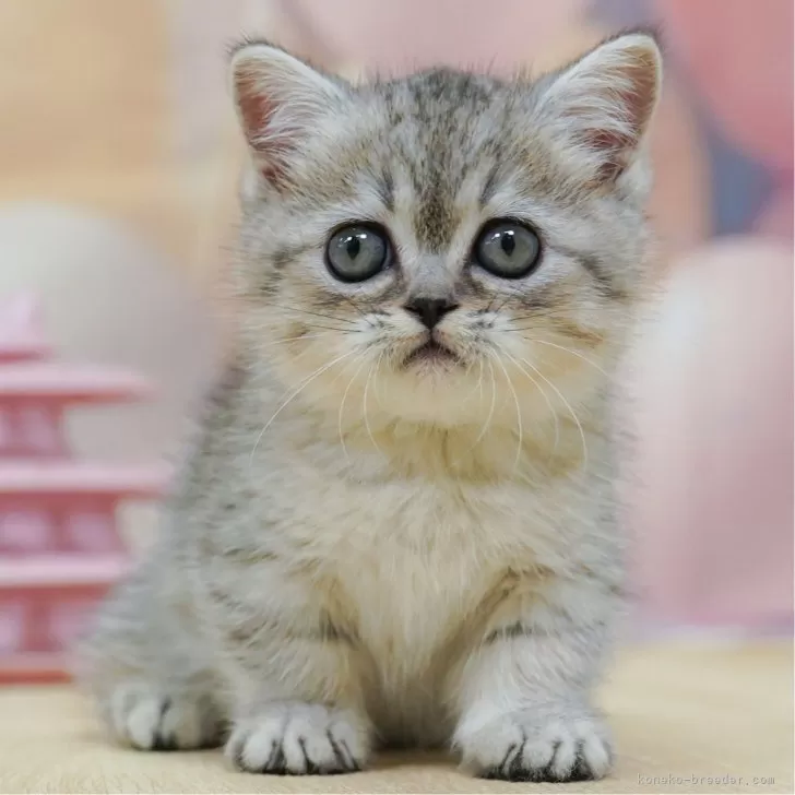 ID:2507-01681の子猫