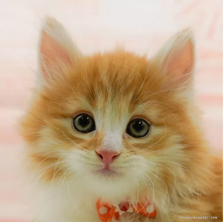 ID:2502-01563の子猫