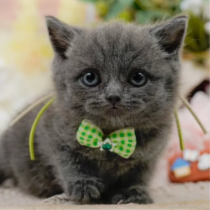 ID：2504-03117の子猫