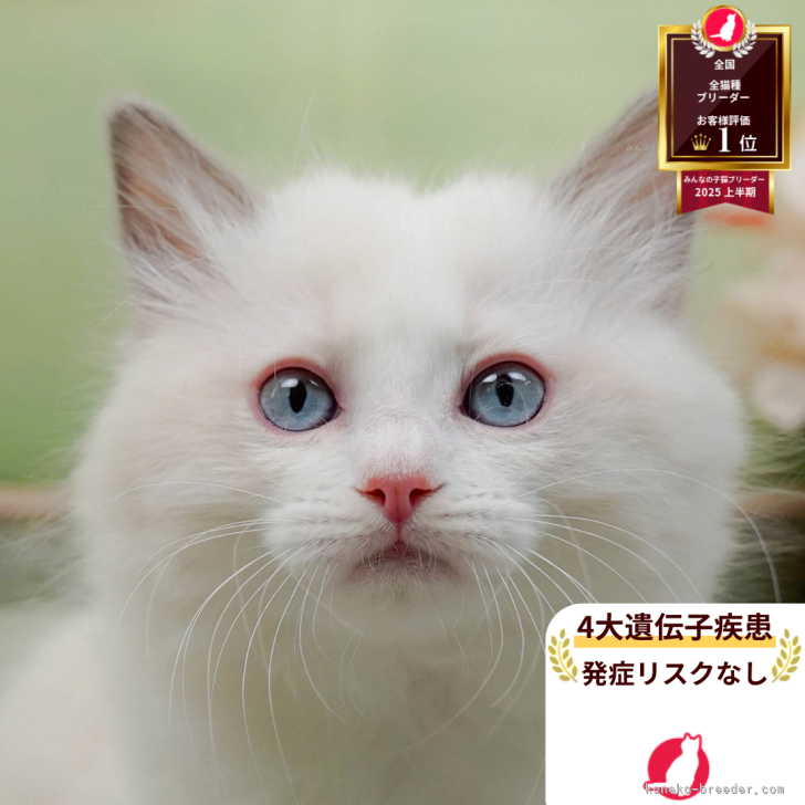 ブリーダー画像