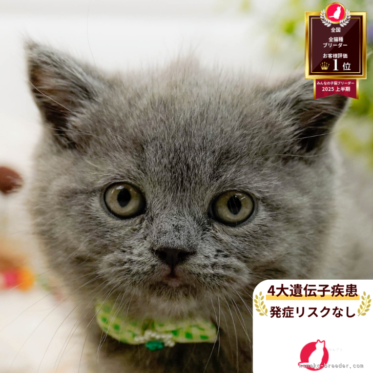 ブリーダー画像