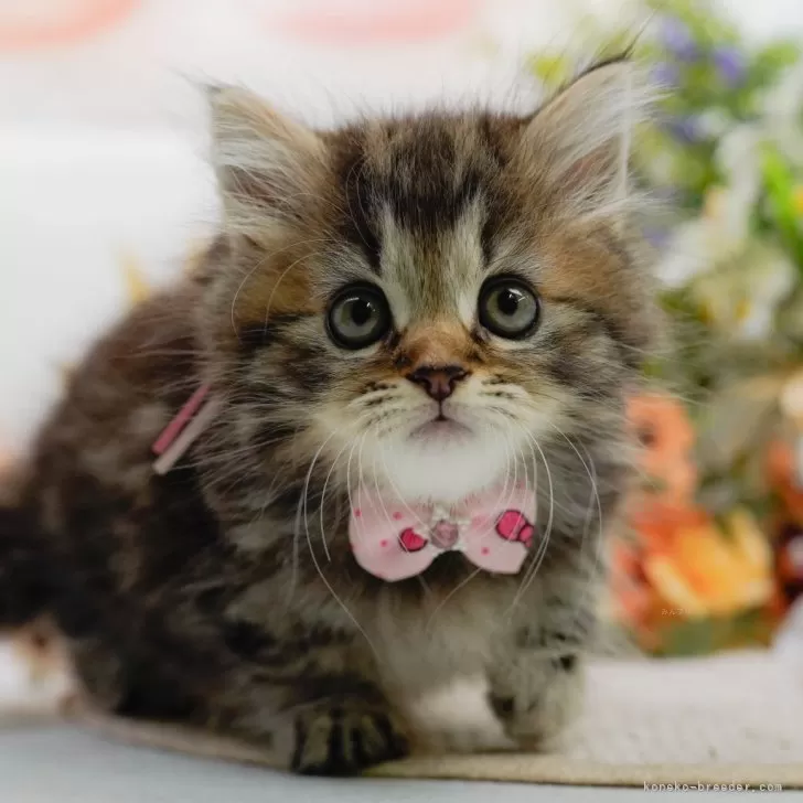 ID：2506-01260の子猫