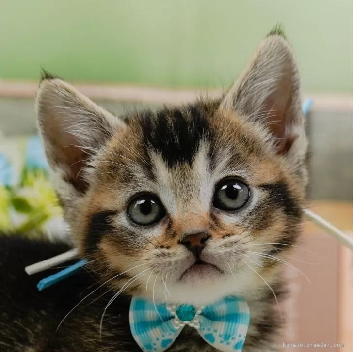 マンチカン(長足)【神奈川県・男の子・2025年1月2日・ブラウンタビー】の写真1「かわいい子猫の画像や当猫舎の情報を掲載しています💖是非、見てください🎶」