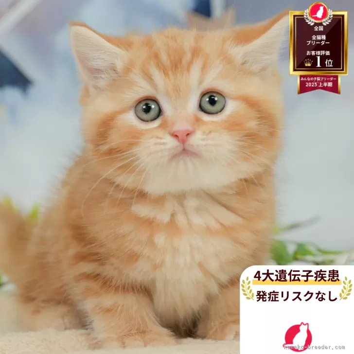 ハル 様のお迎えした子猫