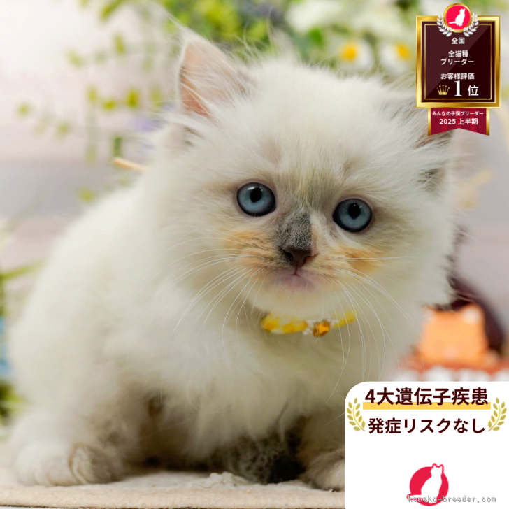 ブリーダー画像