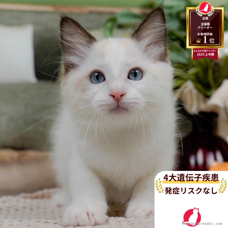 にゃんと 様のお迎えした子猫