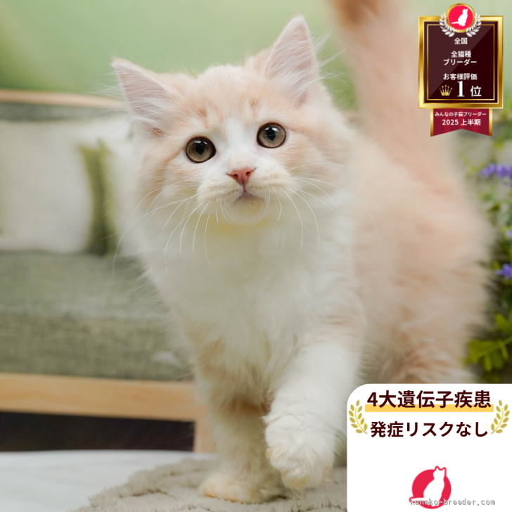 S.W 様のお迎えした子猫