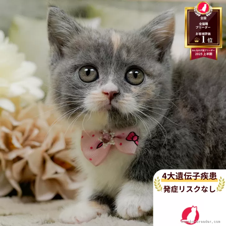 マンチカン(短足)【神奈川県・女の子・2026年2月14日・ダイリュートキャリコ】の写真1「かわいい子猫の画像や当猫舎の情報を掲載しています💖是非、見てください🎶」