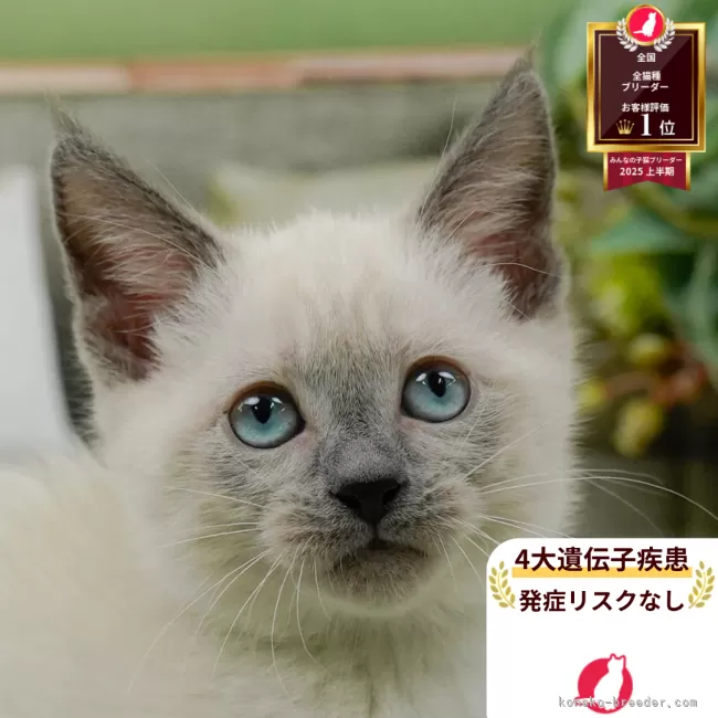 マンチカン(長足)【神奈川県・男の子・2025年8月6日・ブルーポイント】の写真1「かわいい子猫の画像や当猫舎の情報を掲載しています💖是非、見てください🎶」