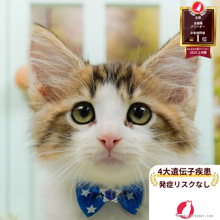 ID：2608-50636の子猫