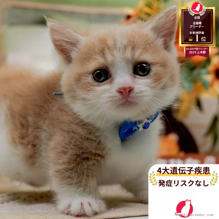 ID：2508-02881の子猫