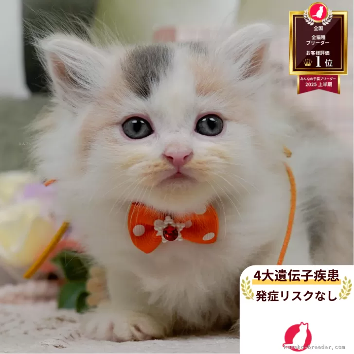 サイベリアン【神奈川県・女の子・2025年6月4日・ダイリュートキャリコ】の写真1「かわいい子猫の画像や当猫舎の情報を掲載しています💖是非、見てください🎶」
