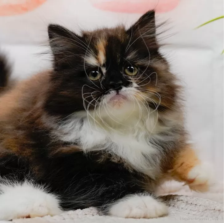 ID:2507-00227の子猫