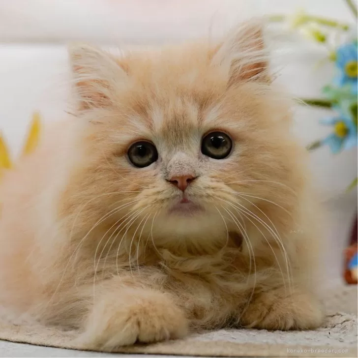 ID:2507-00229の子猫