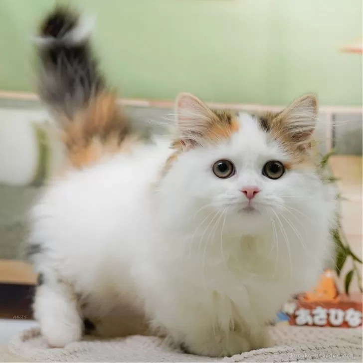 H.T 様のお迎えした子猫