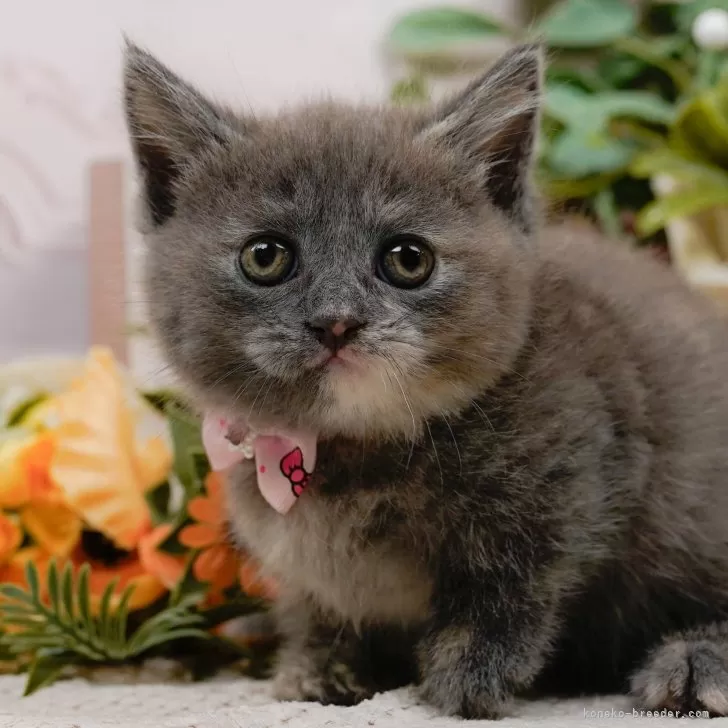 FJ 様のお迎えした子猫