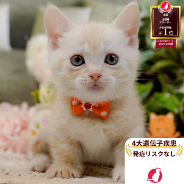 マンチカン(短足)【神奈川県・男の子・2025年10月14日・クリームタビー】の写真「👑2025年上半期にて日本1位になりました！👑」