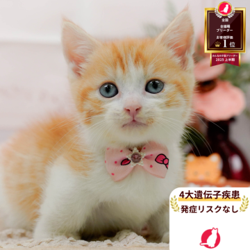 マンチカン(短足)【神奈川県・女の子・2025年8月6日・レッドタビー&ホワイト】の写真「🧡9/20～23😸ねこちゃん相談会開催🧡」