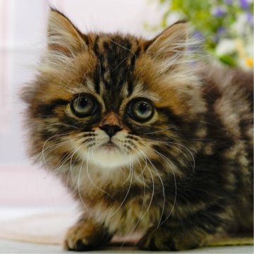 ミヌエット(短足)【神奈川県・女の子・2025年5月25日・ブラウンタビー】の写真「😸🫧8/9(土)子猫の見学会開催🎉」