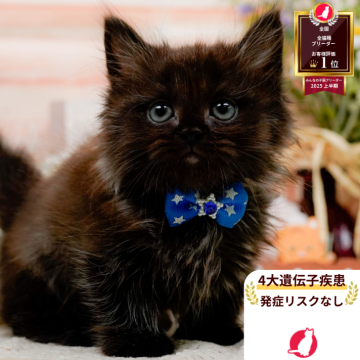 ミヌエット(長足)【神奈川県・男の子・2025年8月23日・ブラックスモーク】の写真「😸🍁11/1(土)ねこちゃん見学会開催🍁😸」