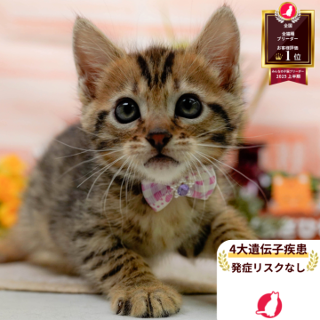 マンチカン(長足)【神奈川県・女の子・2025年10月19日・ブラウンタビー】の写真「🎍12/27開催🎉今年最後の子猫見学会🐱✨」