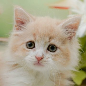 サイベリアン【神奈川県・男の子・2025年5月4日・クリームタビー&ホワイト】の写真「7/12(土)🐾子猫の見学会開催✨」