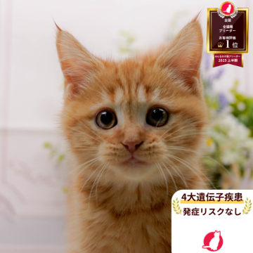 マンチカン(長足)【神奈川県・男の子・2025年8月27日・レッドタビー】の写真「🏆🐾ブリーダーランキング✨全国1位獲得👑」