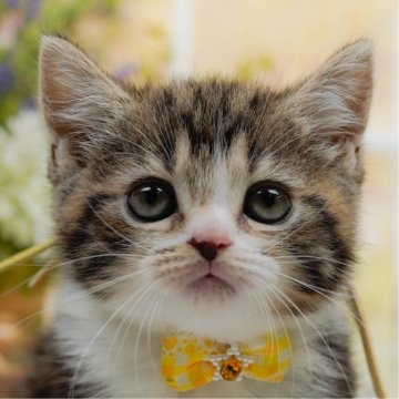 マンチカン(長足)【神奈川県・女の子・2025年4月25日・ブラウンタビー&ホワイト】の写真「6/15(日)父の日🎩ねこちゃんの見学会開催😸」